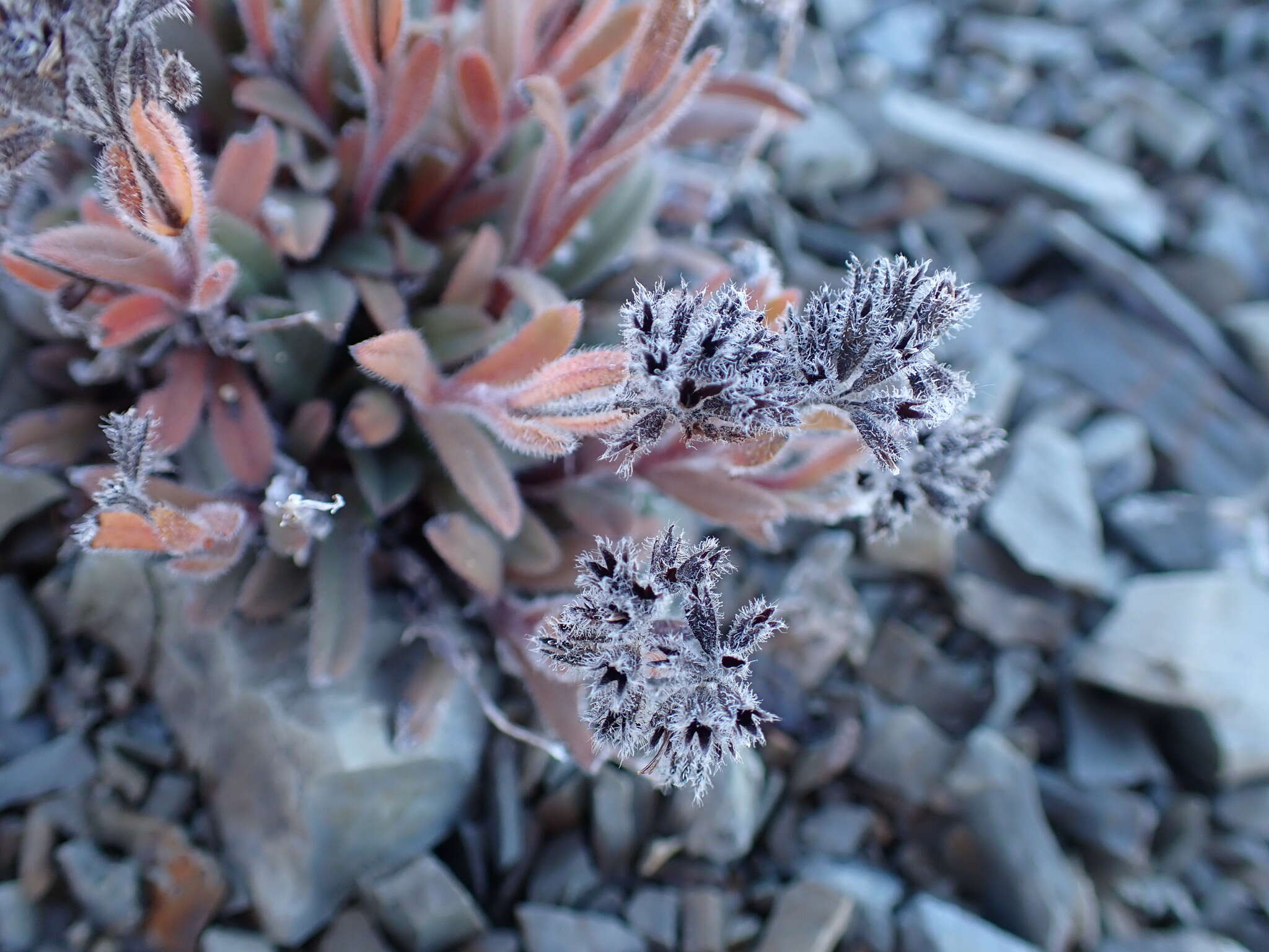 Image of Myosotis traversii var. cantabrica L. B. Moore