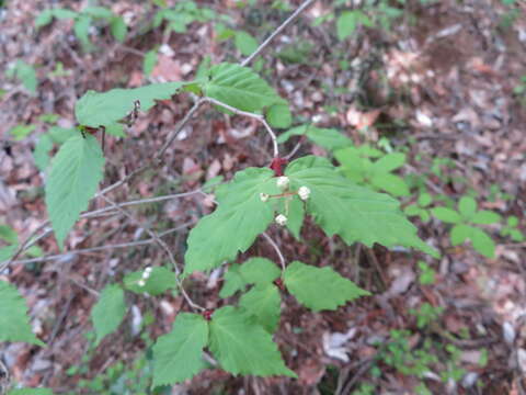 Image of Viburnum phlebotrichum Sieb. & Zucc.