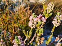 <i>Erica <i>goatcheriana</i></i> subsp. goatcheriana resmi