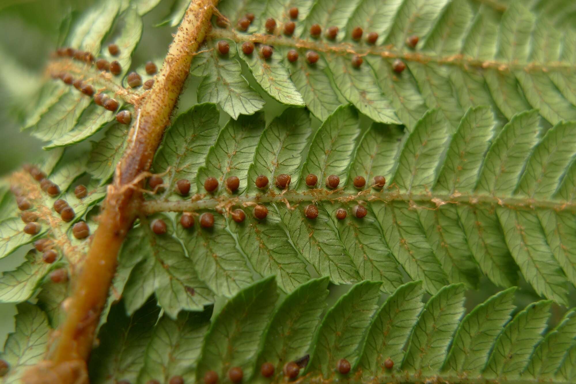 صورة Alsophila cunninghamii (Hook. fil.) R. M. Tryon