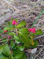 Imagem de Psychotria puffii Razafim. & B. Bremer