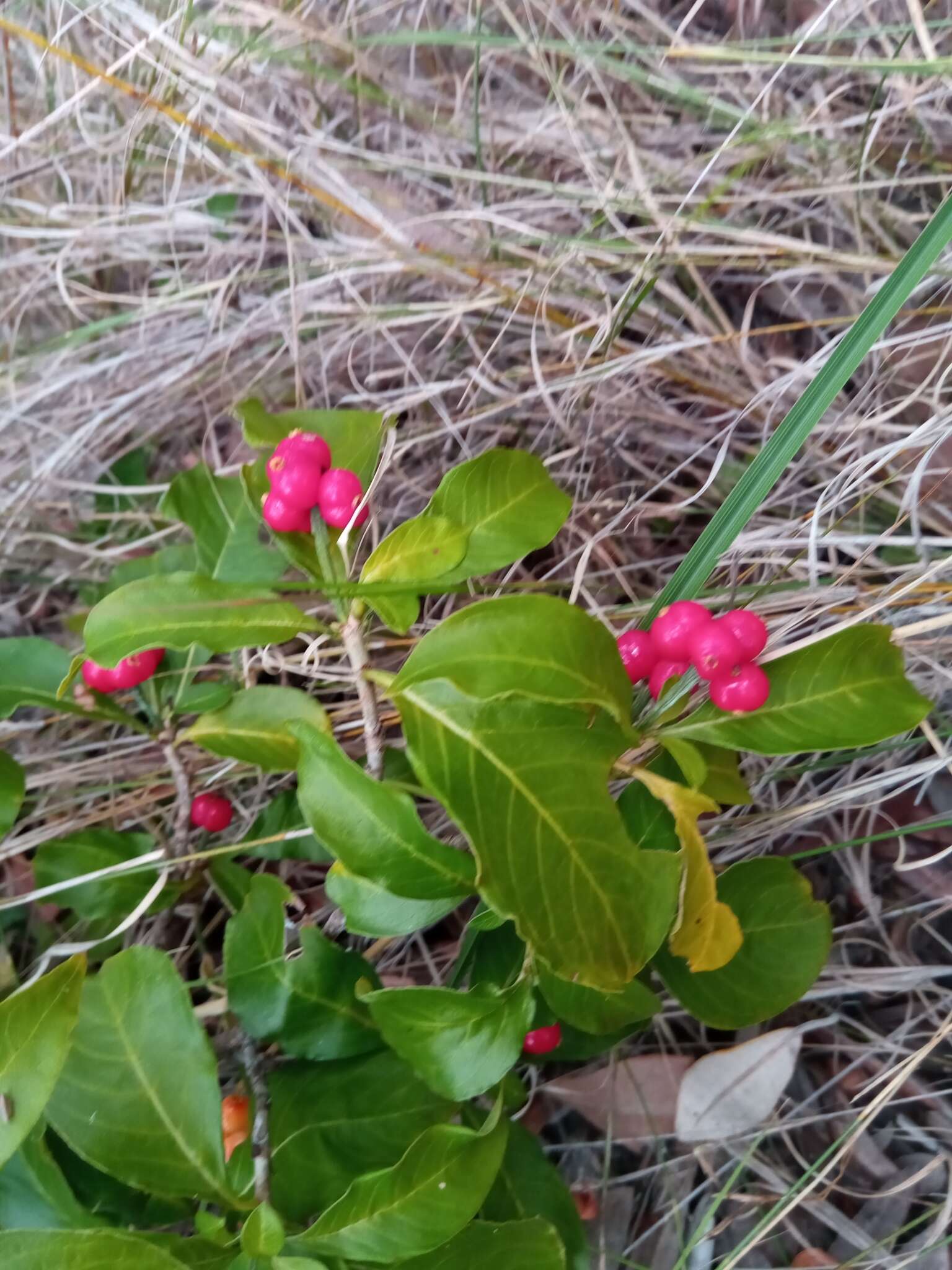 Image of Psychotria puffii Razafim. & B. Bremer