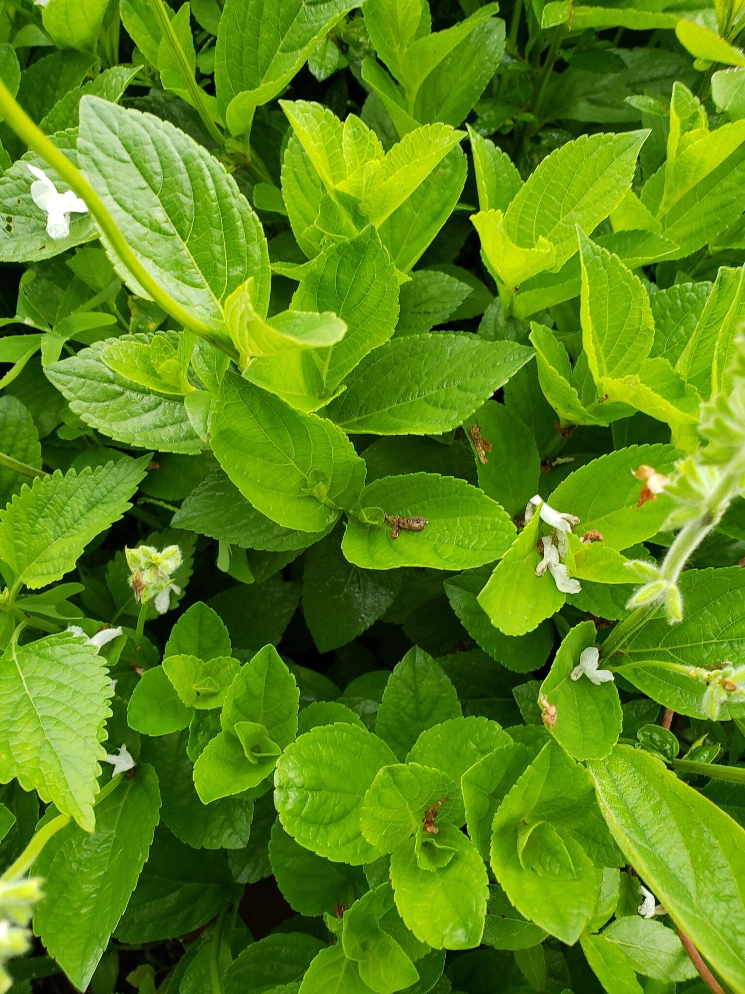 Imagem de Salvia assurgens Kunth