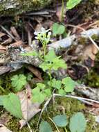 Image de Cardamine clematitis Shuttlew. ex A. Gray