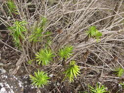 Image of Thin-leafed Darwin's Shrub