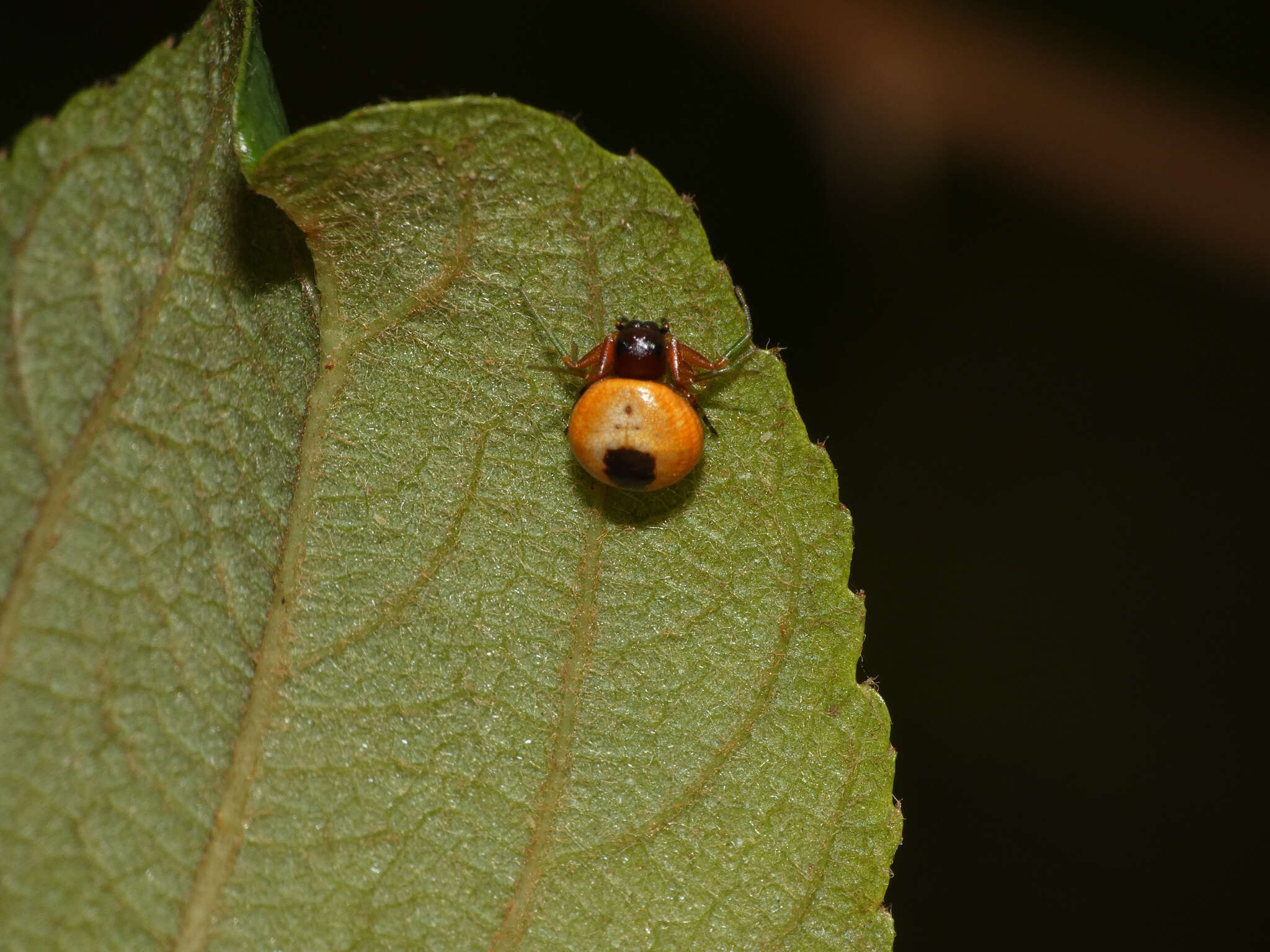 Image of Mystaria savannensis Lewis & Dippenaar-Schoeman 2014