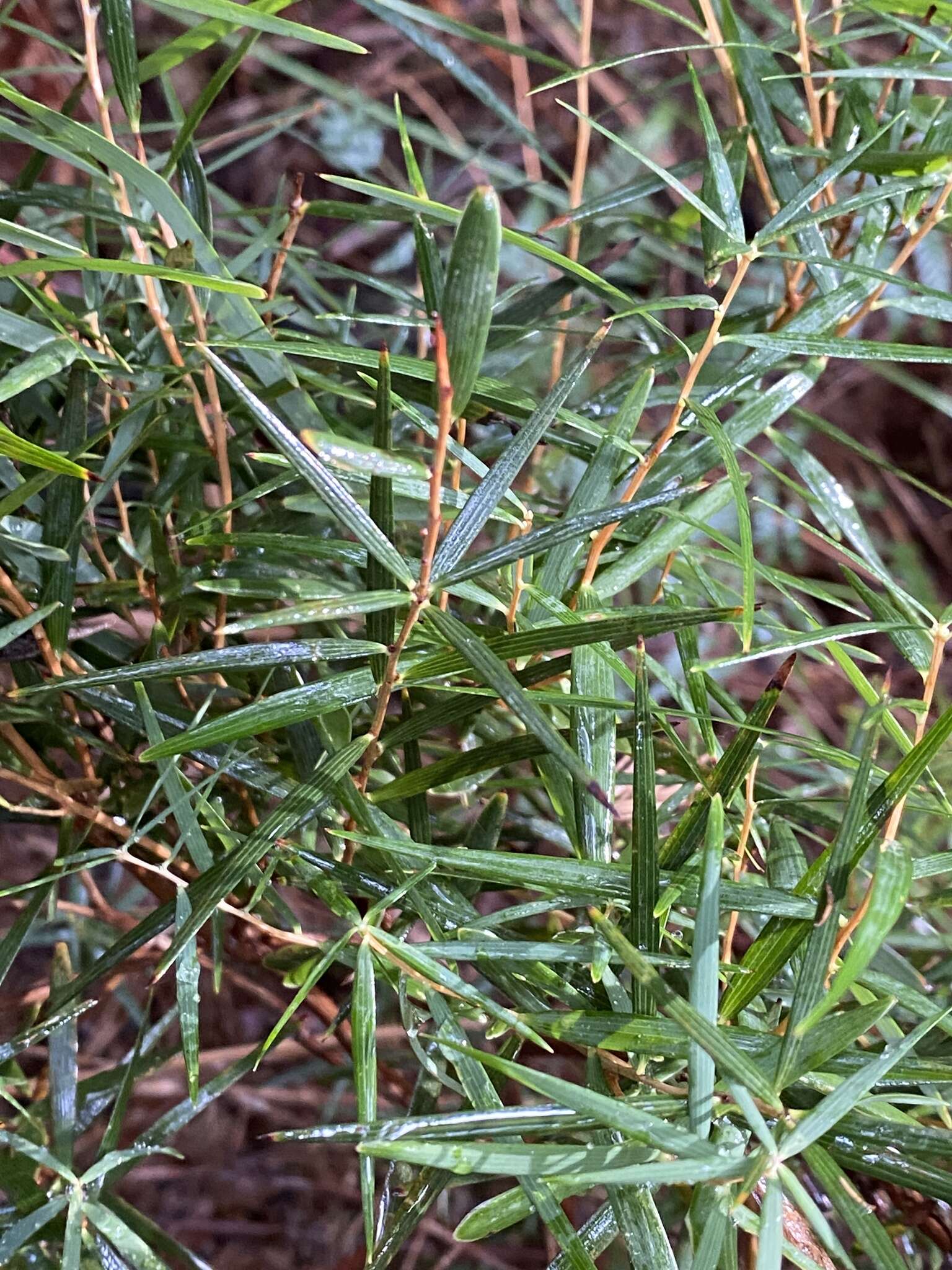 Image of Leucopogon australis R. Br.