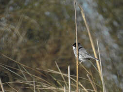 Curruca melanocephala (Gmelin & JF 1789)的圖片