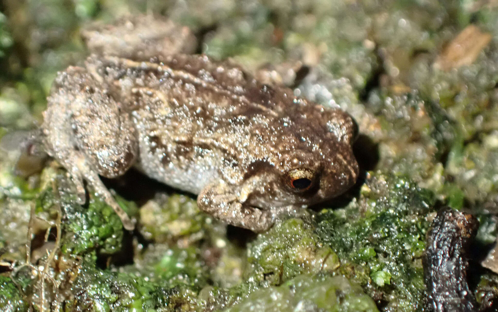 Image of Hosmer's Frog