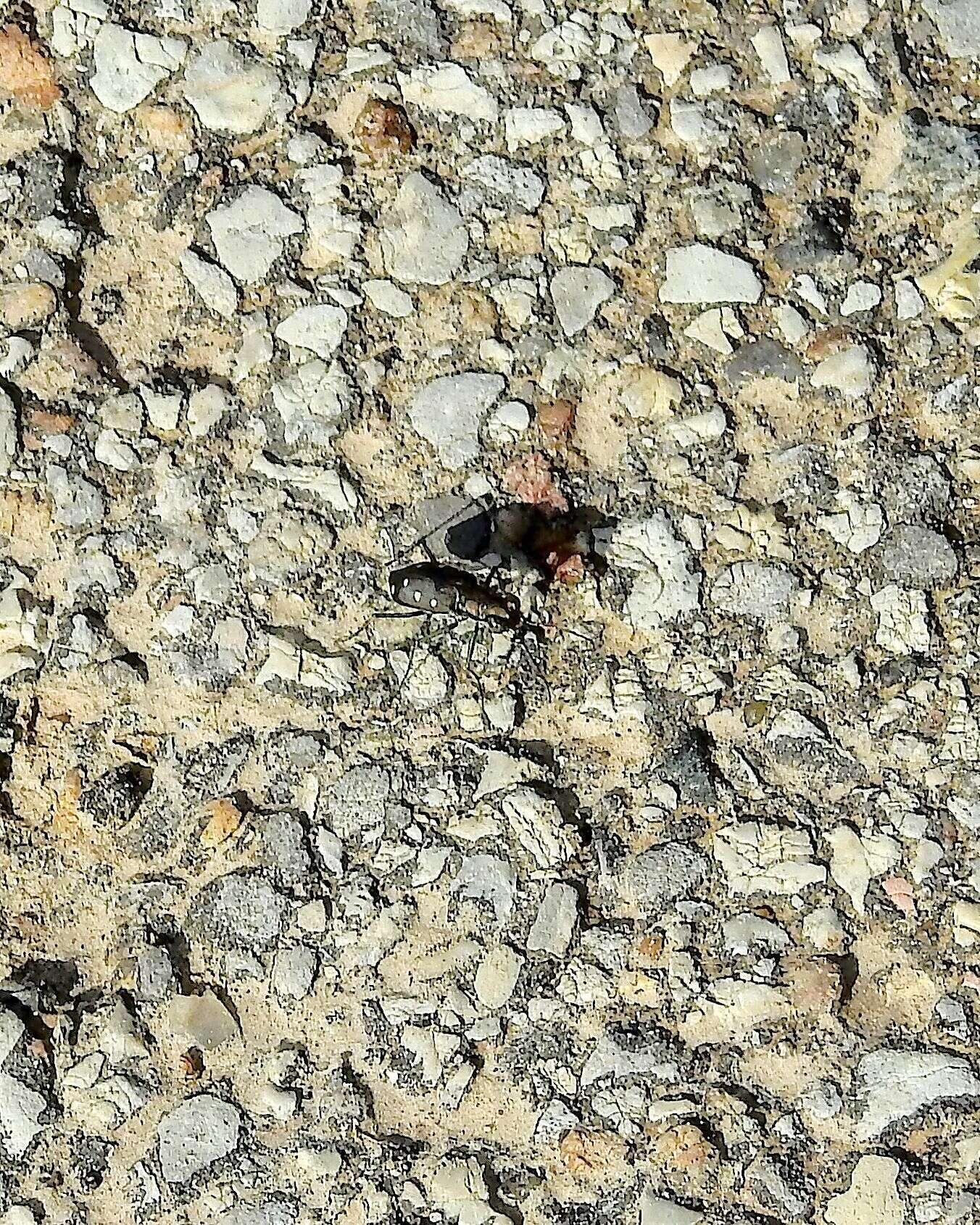 Image of Cicindela (Cicindelidia) ocellata rectilatera Chaudoir 1843