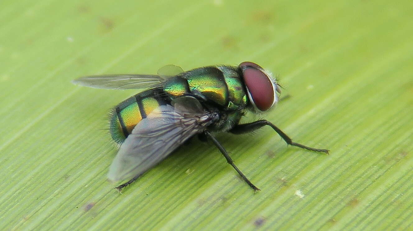 Image of Blow fly