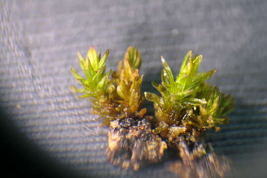 Image of Orthotrichum macrocephalum F. Lara, Garilleti & Mazimpaka 1994