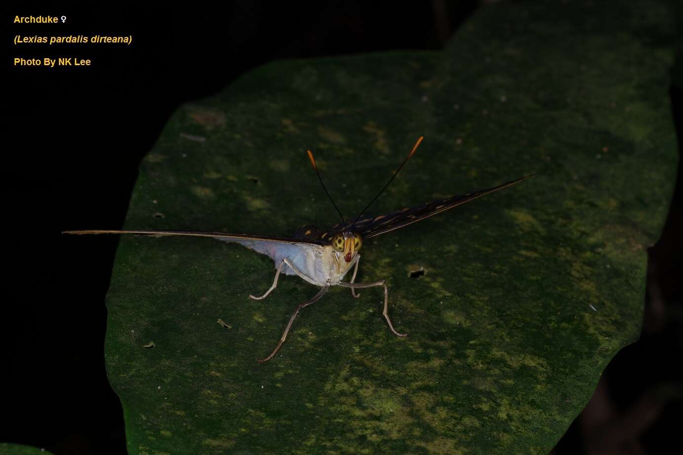 Imagem de Lexias pardalis dirteara