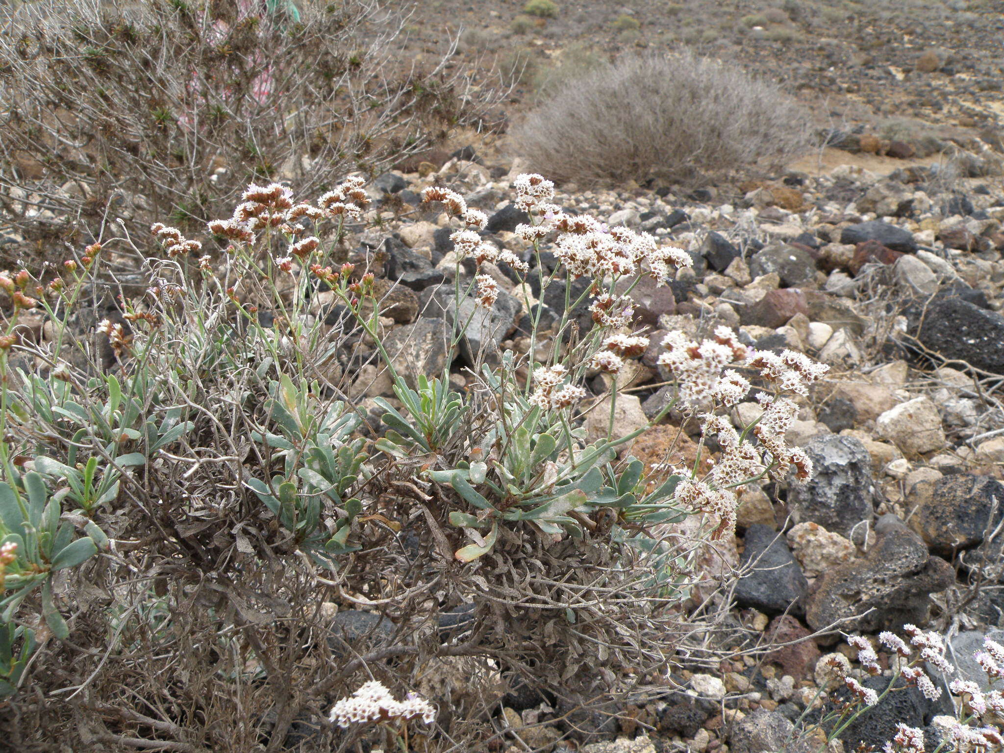 Limonium pectinatum (Ait.) Kuntze resmi