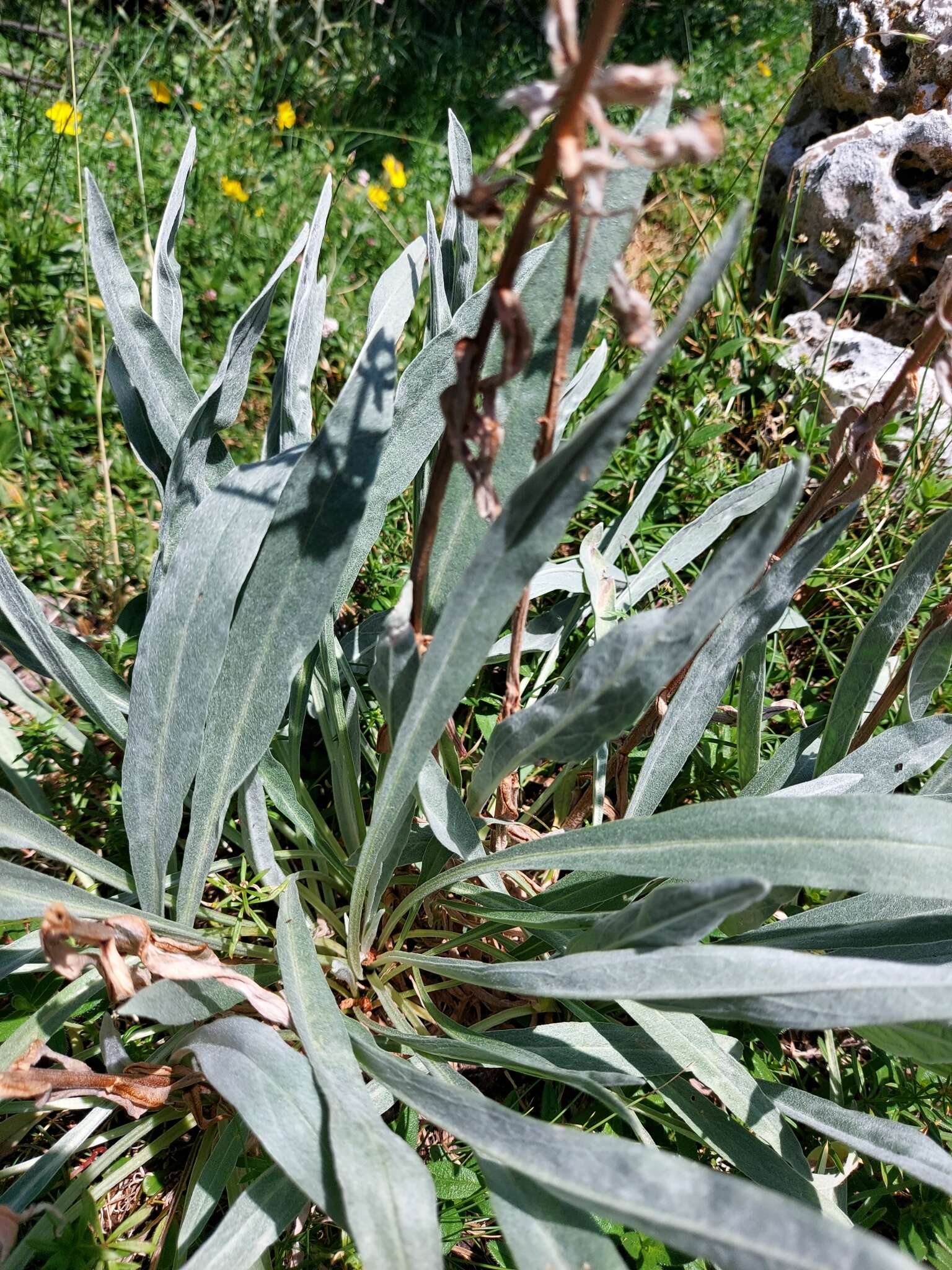 Cynoglossum magellense Ten.的圖片