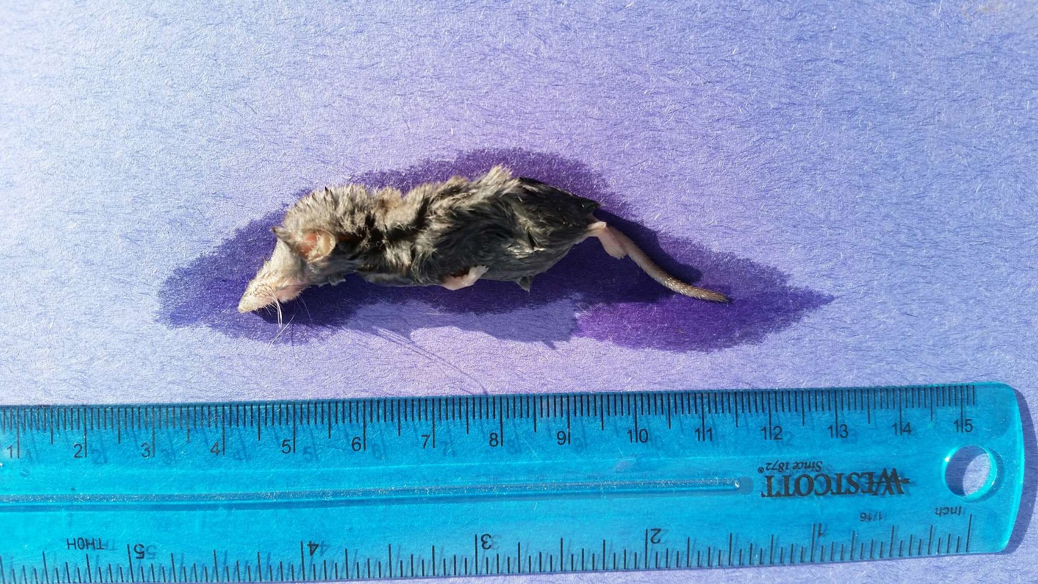 Image of Desert Shrew