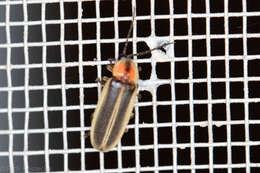 Image of Photinus texanus Green 1956