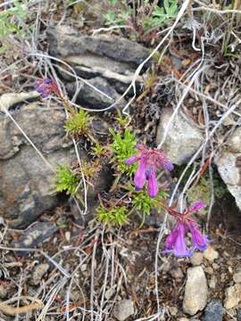 Image of stiffleaf penstemon