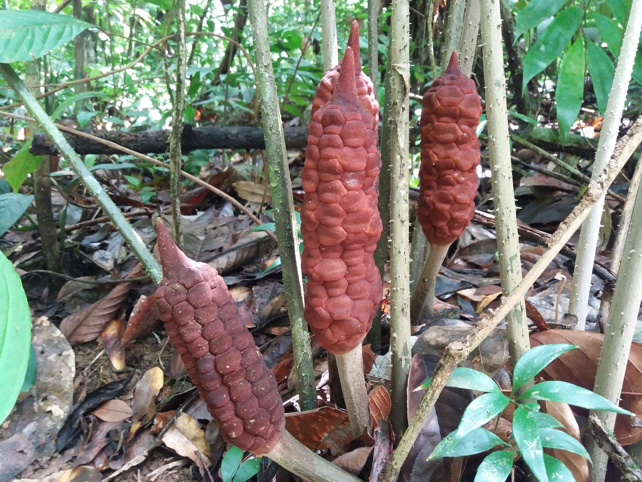 Image of Zamia manicata Linden ex Regel