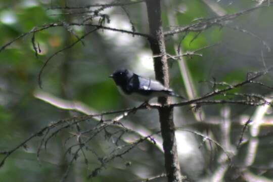 Imagem de Setophaga caerulescens caerulescens (Gmelin & JF 1789)