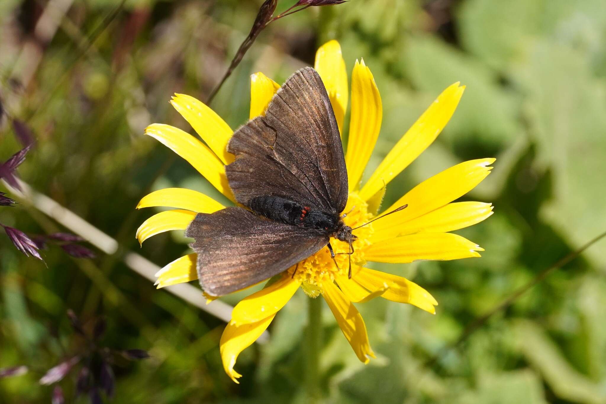 Erebia pluto De Prunner 1798 resmi