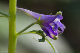 Plancia ëd Delphinium scopulorum A. Gray