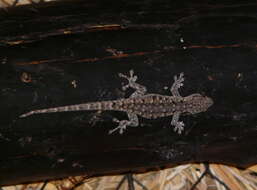 Image of Stevenson's Dwarf Gecko