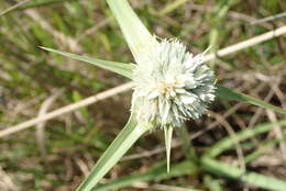 Imagem de Cyperus niveus var. leucocephalus (Kunth) Fosberg