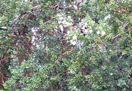Imagem de Luma apiculata (A. P. de Candolle) Burret