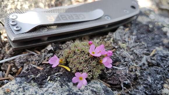 Douglasia gormanii Constance resmi