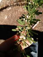 Image of Chinese Bush-Clover