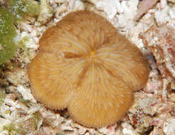 Image of Wedge Coral