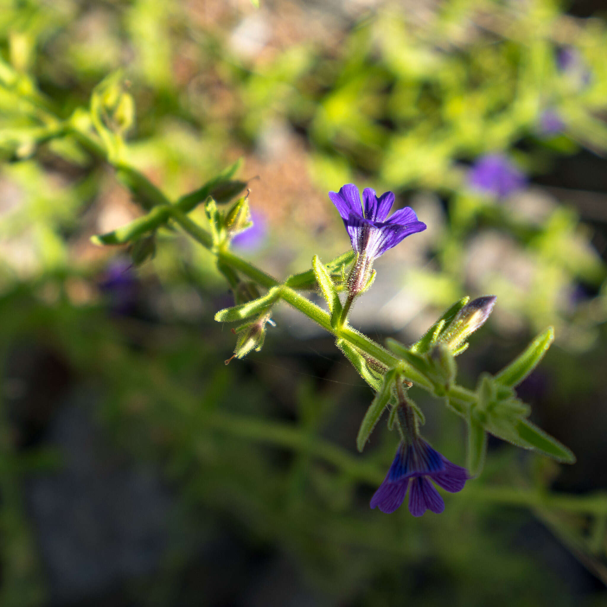 Image of Stemodia viscosa Roxb.