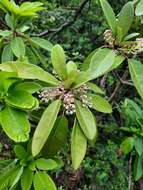 Image of Daphniphyllum calycinum Benth.