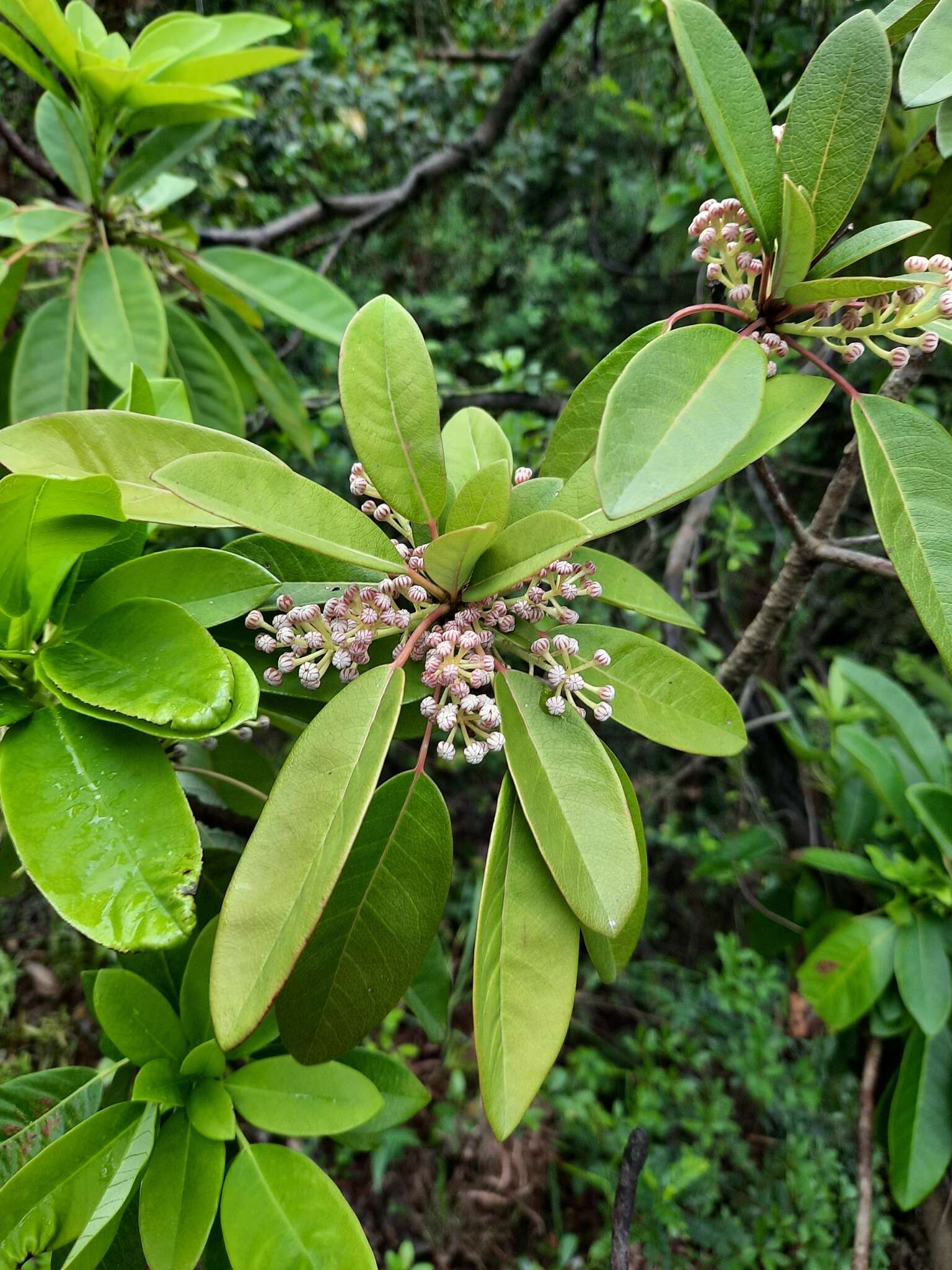 Image de Daphniphyllum calycinum Benth.