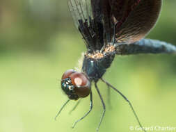 Image of Rhyothemis triangularis Kirby 1889