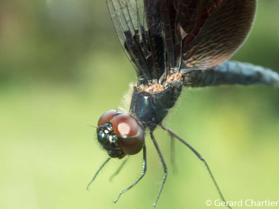 Image of Rhyothemis triangularis Kirby 1889