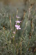 Image of Dianthus carbonatus Klokov