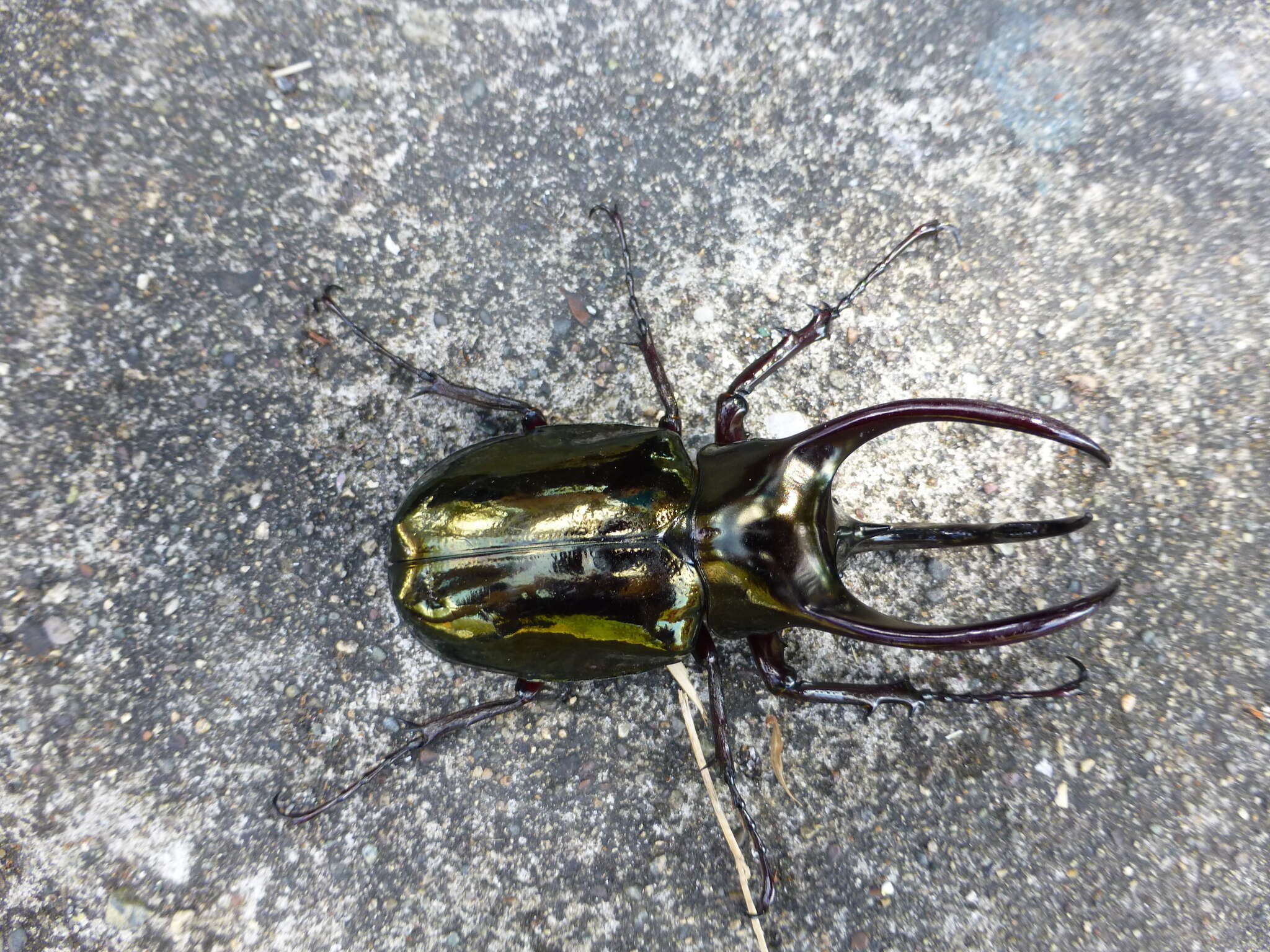 Image of Chalcosoma atlas keyboh Nagai 2004