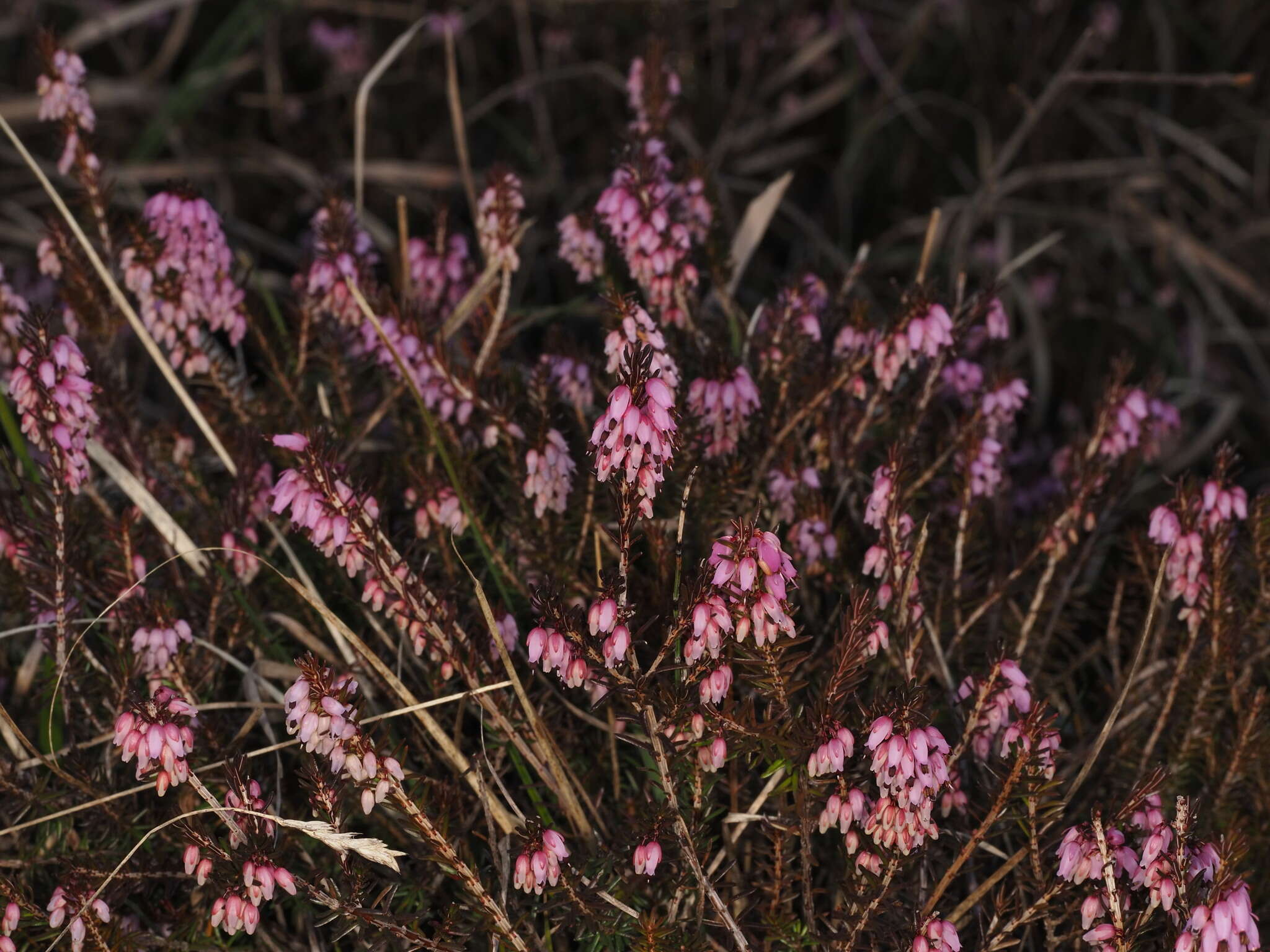 Imagem de Erica carnea L.