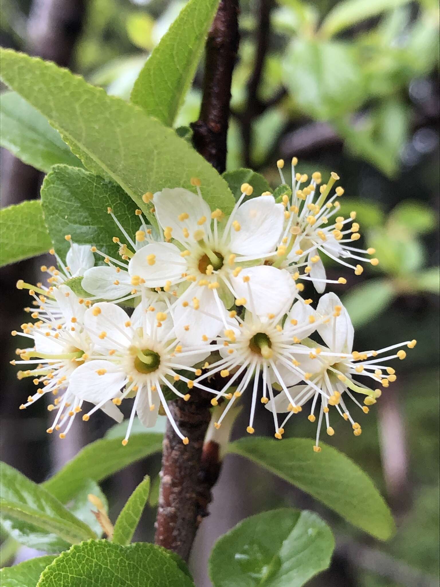 Imagem de Prunus emarginata var. mollis (Dougl.) Brewer