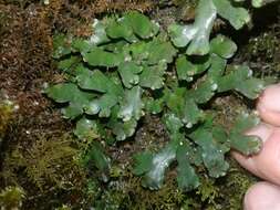 Image of Asterella australis (Hook. fil. & Taylor) Verd.