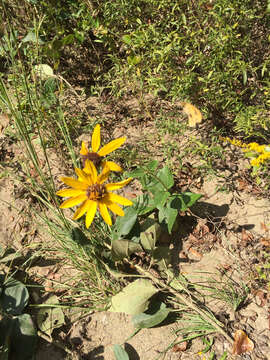 Image of rosinweed sunflower