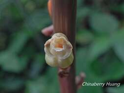 Image of Tall Gastrodia