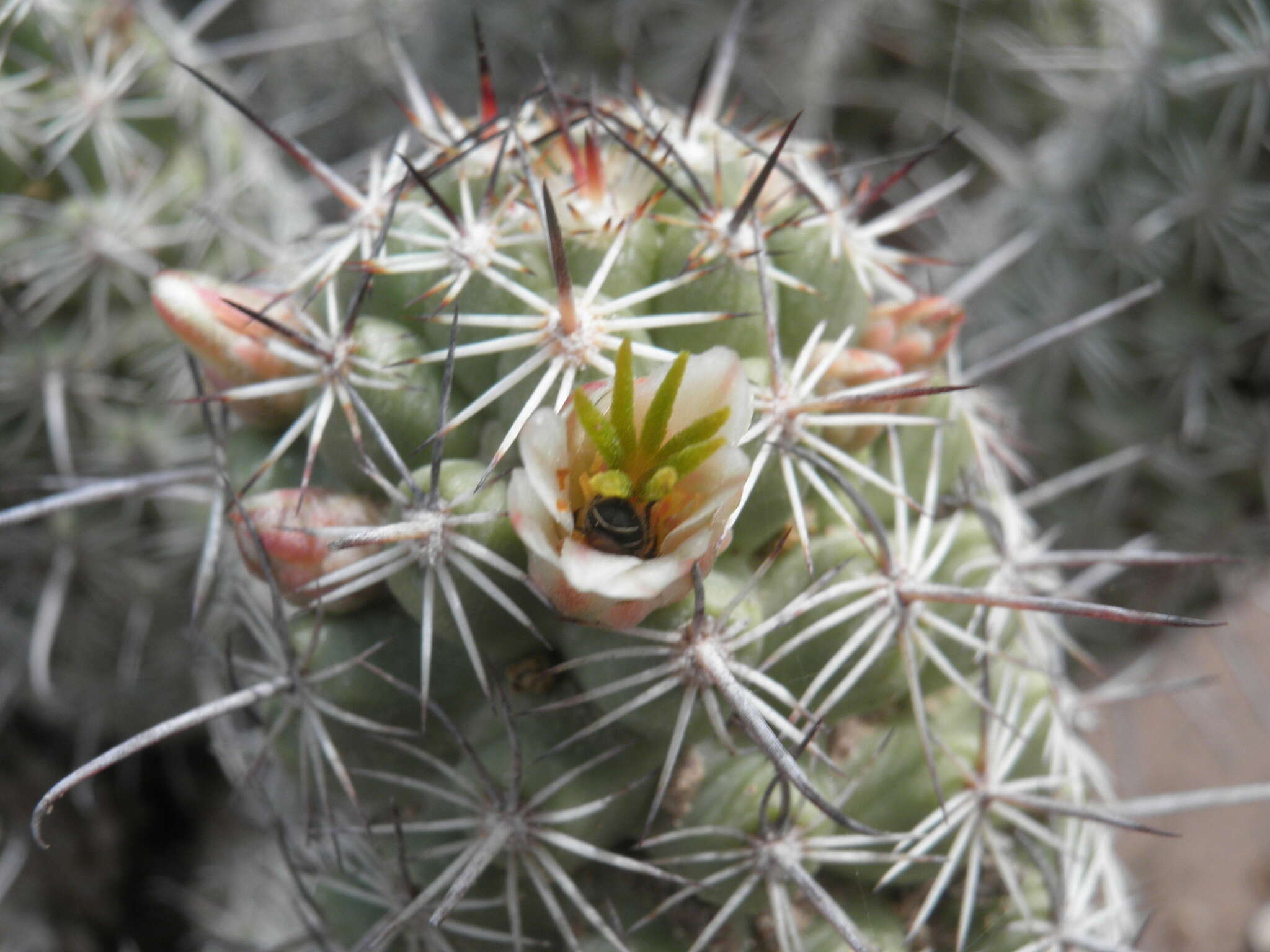 Image of Mammillaria capensis (H. E. Gates) R. T. Craig