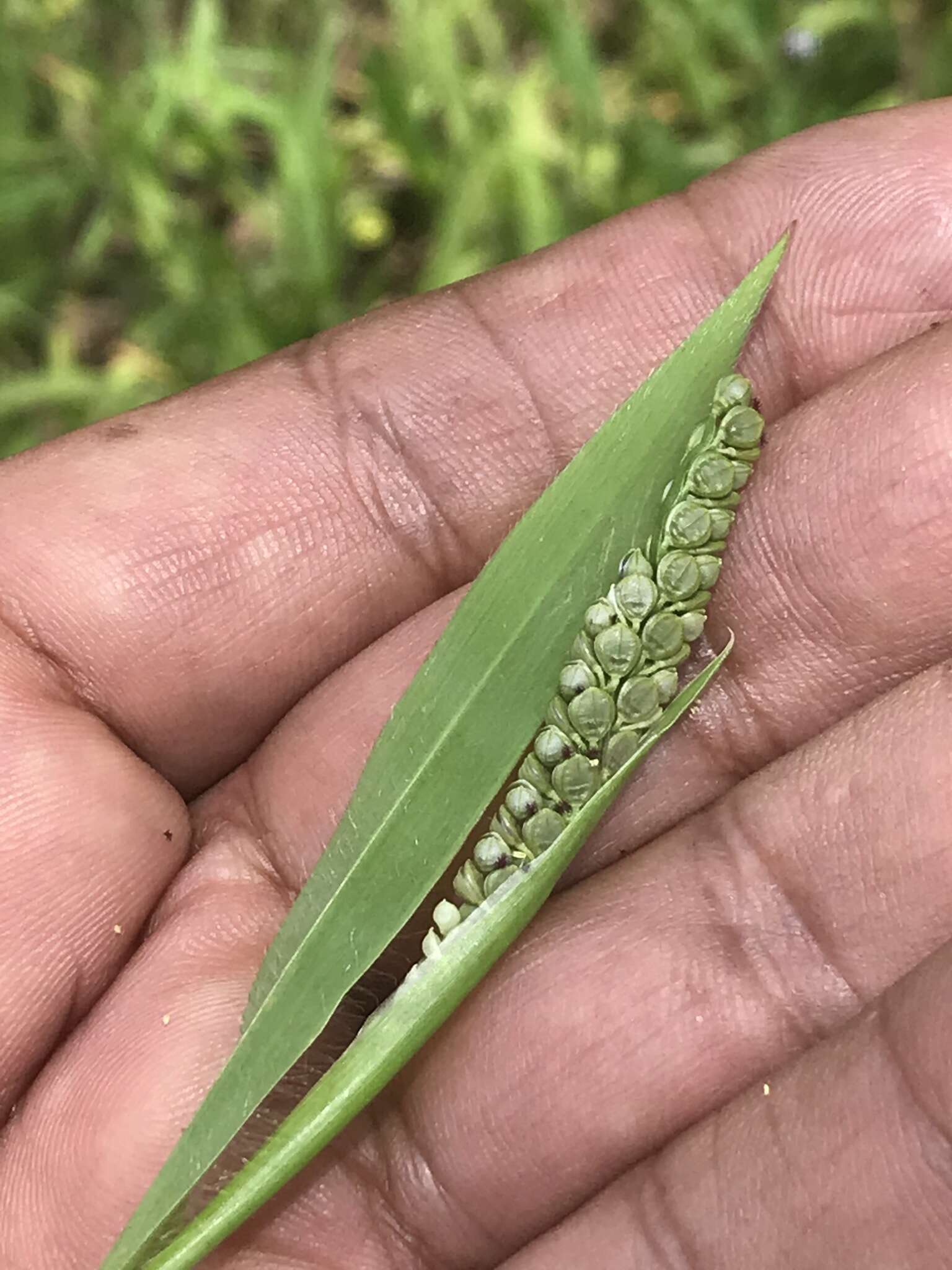 Image of Latin American crowngrass