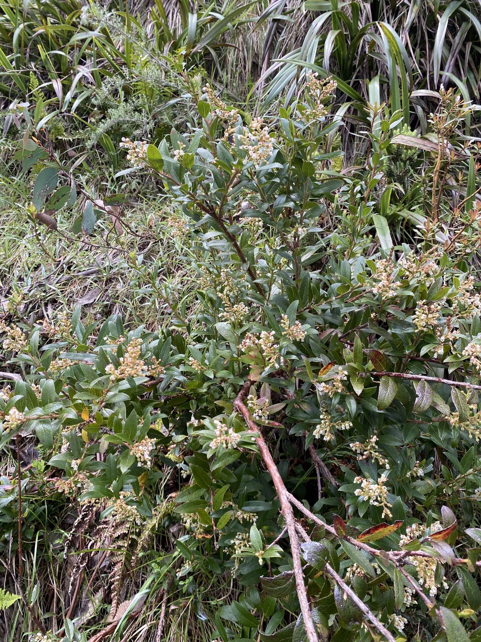 Image de Gaultheria appressa A. W. Hill