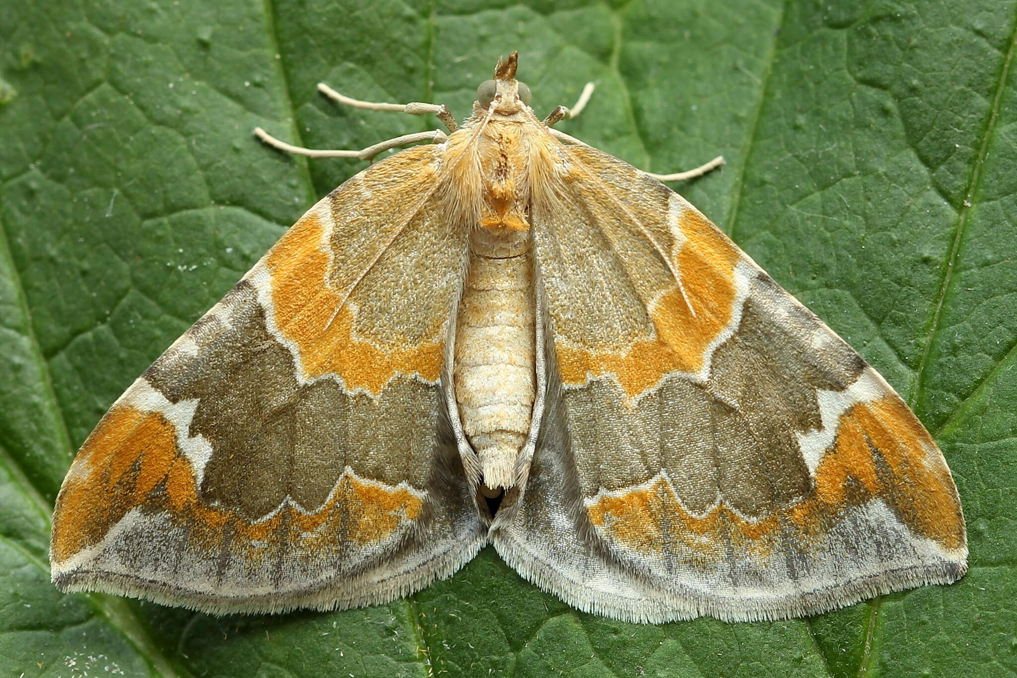 Image of Eulithis pyropata