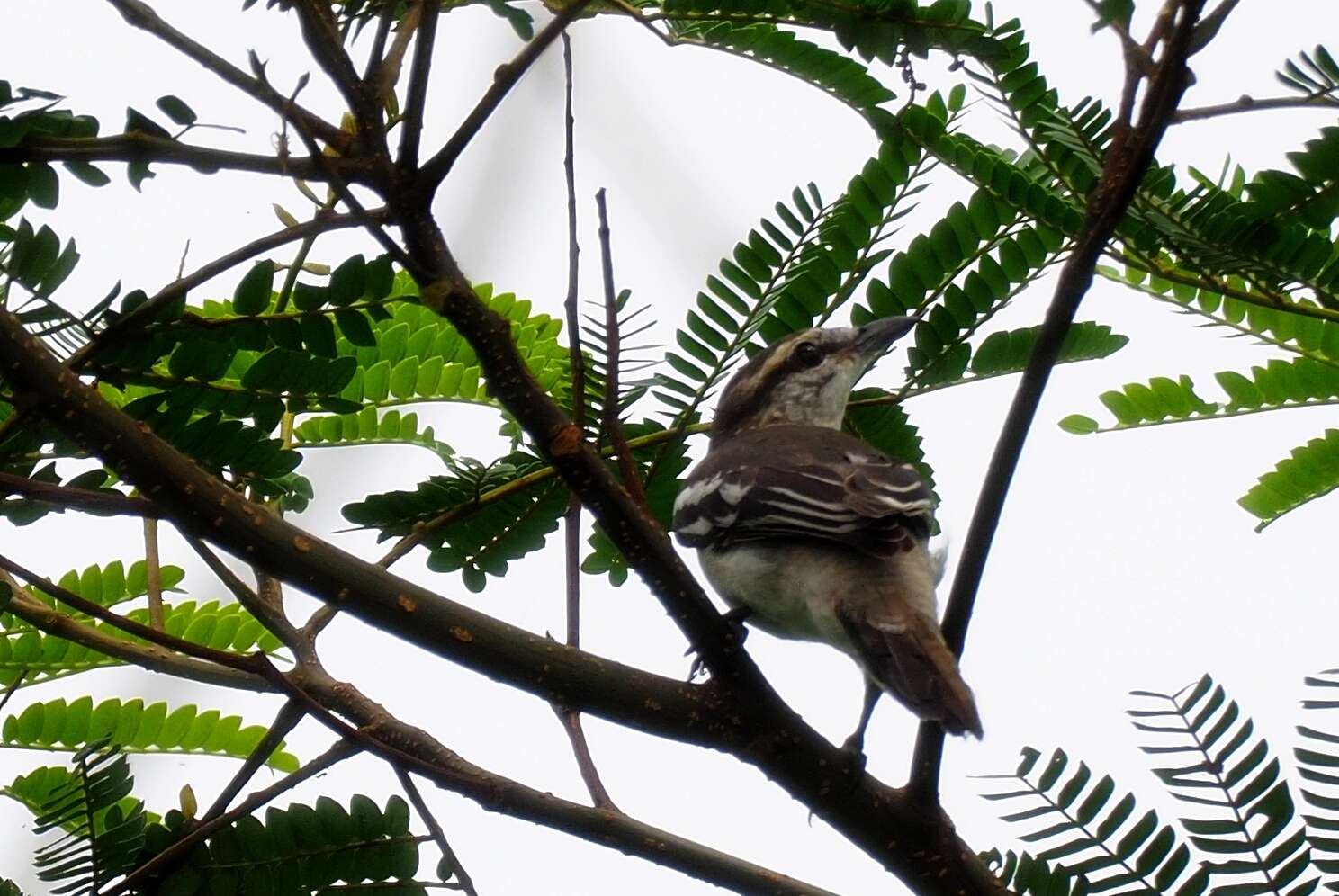 Image of Pied Triller