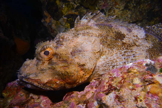 Image of Red scorpionfish